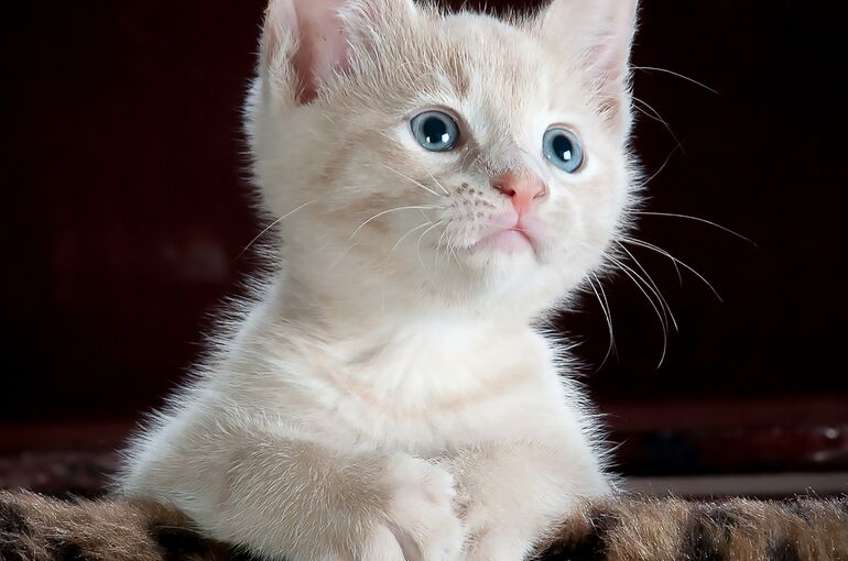 cat-551554_1920