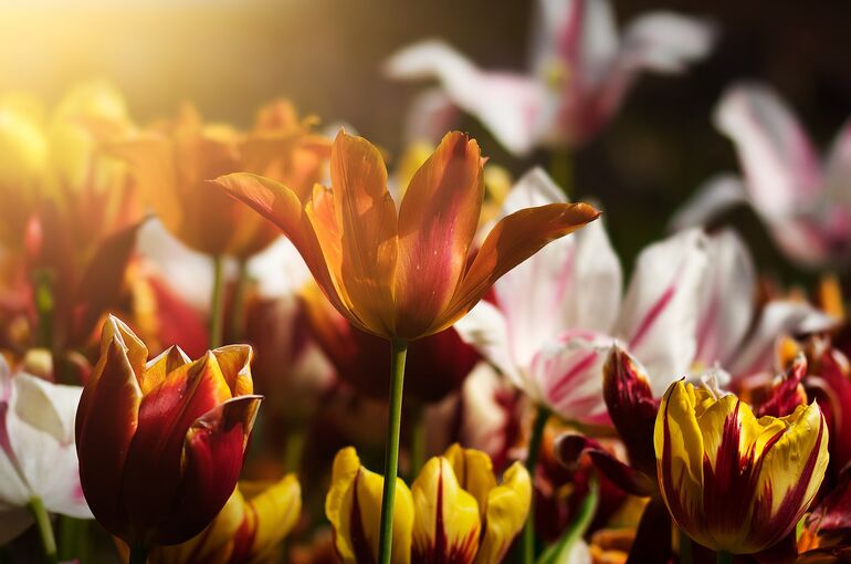 tulips-4933492_1920